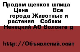 Продам щенков шпица › Цена ­ 25 000 - Все города Животные и растения » Собаки   . Ненецкий АО,Волонга д.